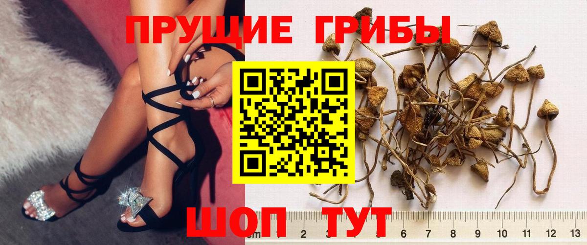 Королёв  Псилоцибиновые грибы Cubensis  магазин    Вход с VPN 